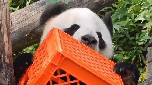 熊猫青春蜜糖在线观看,甜蜜校园恋曲在线放送 第2张 熊猫青春蜜糖在线观看,甜蜜校园恋曲在线放送 第2张